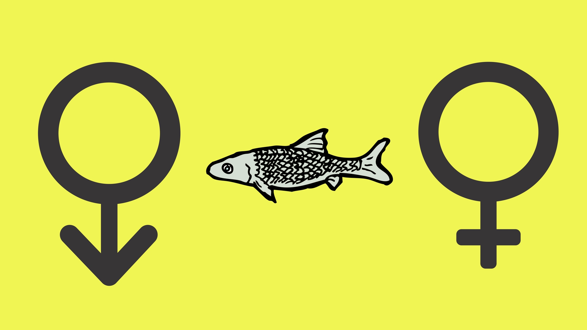 Is it a boy or a girl? Zebrafish have a hard time deciding, say studies